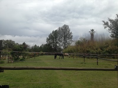 Corkscrew Willow Equestrian