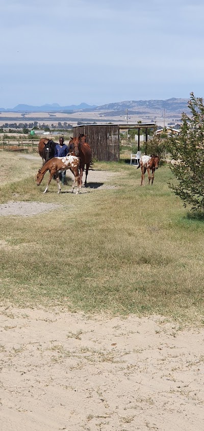 A Spot Of Elegance Knabstrupper Stud & Stables