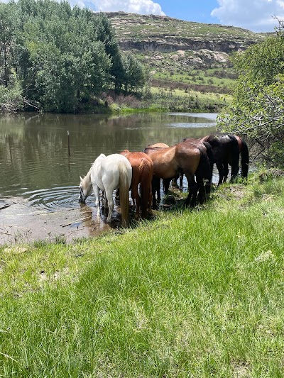 Moolmanshoek Endurance Horses