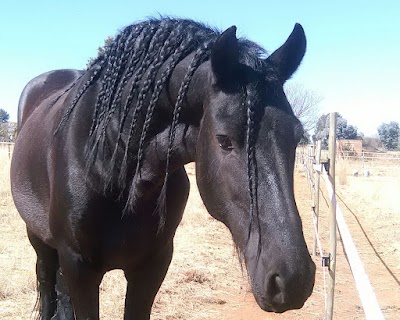 Raleigh Friesian Stud