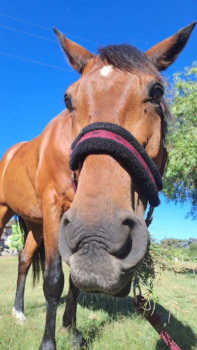 The White House Stables