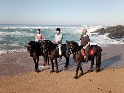Gary's Horses Amanzimtoti