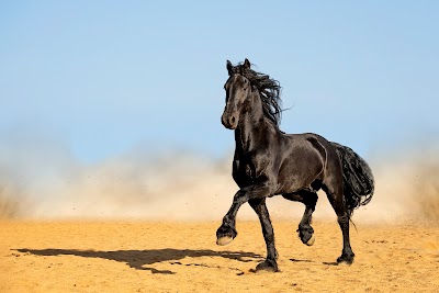 Henson Friesian Stud