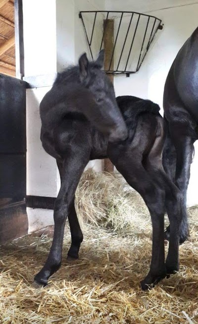 BENMAR BLACK FRIESIAN STUD