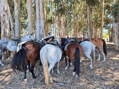 Horse Rides at Pete's - Wildlife Safari