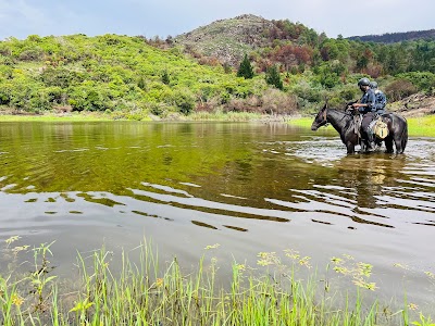 In the Company of Horses