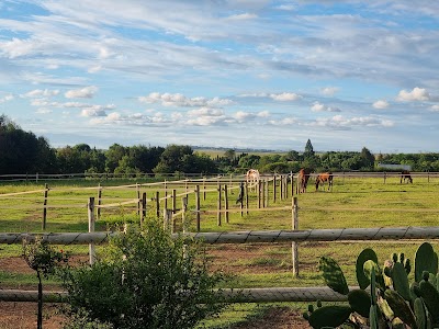 Opensky Pringle Equestrian