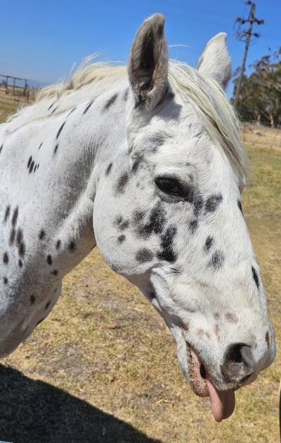 Peta's Place Equestrian Centre