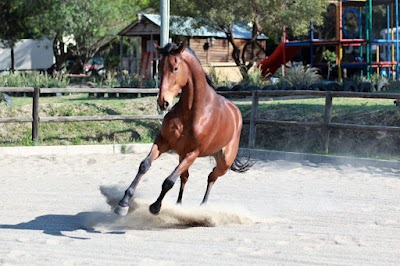 One World Equestrian Centre