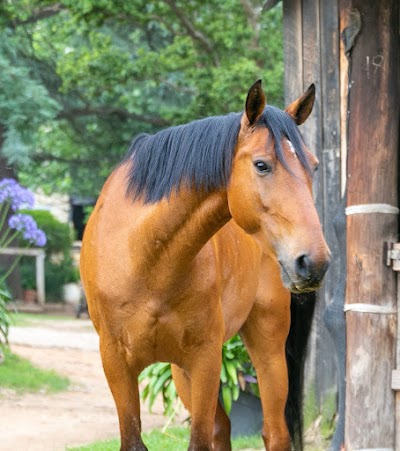 Rivonia Riding Club