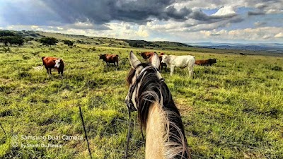 Saddle Up - riding lessons