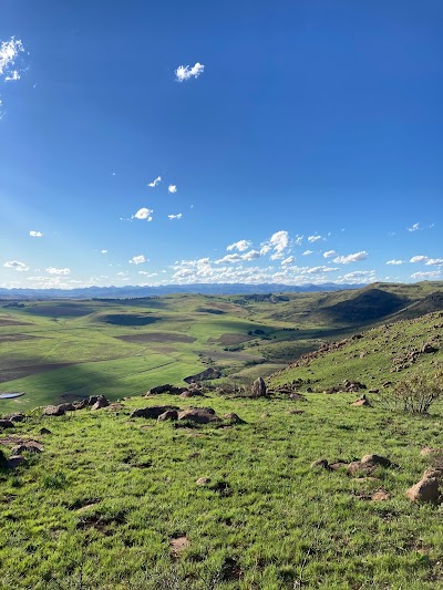 Jurassic Park Polo Club